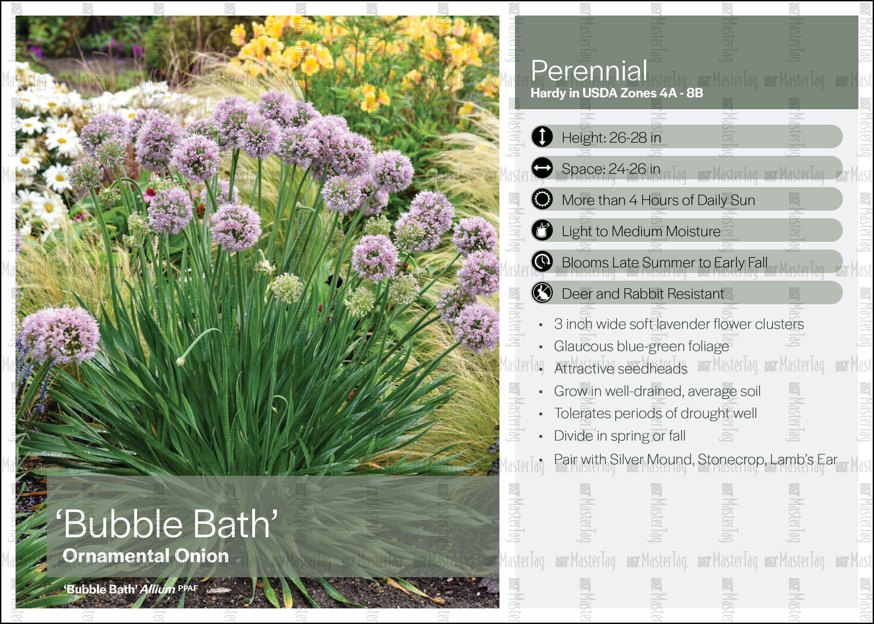 Walters Gardens Allium Bubble Bath Display Card