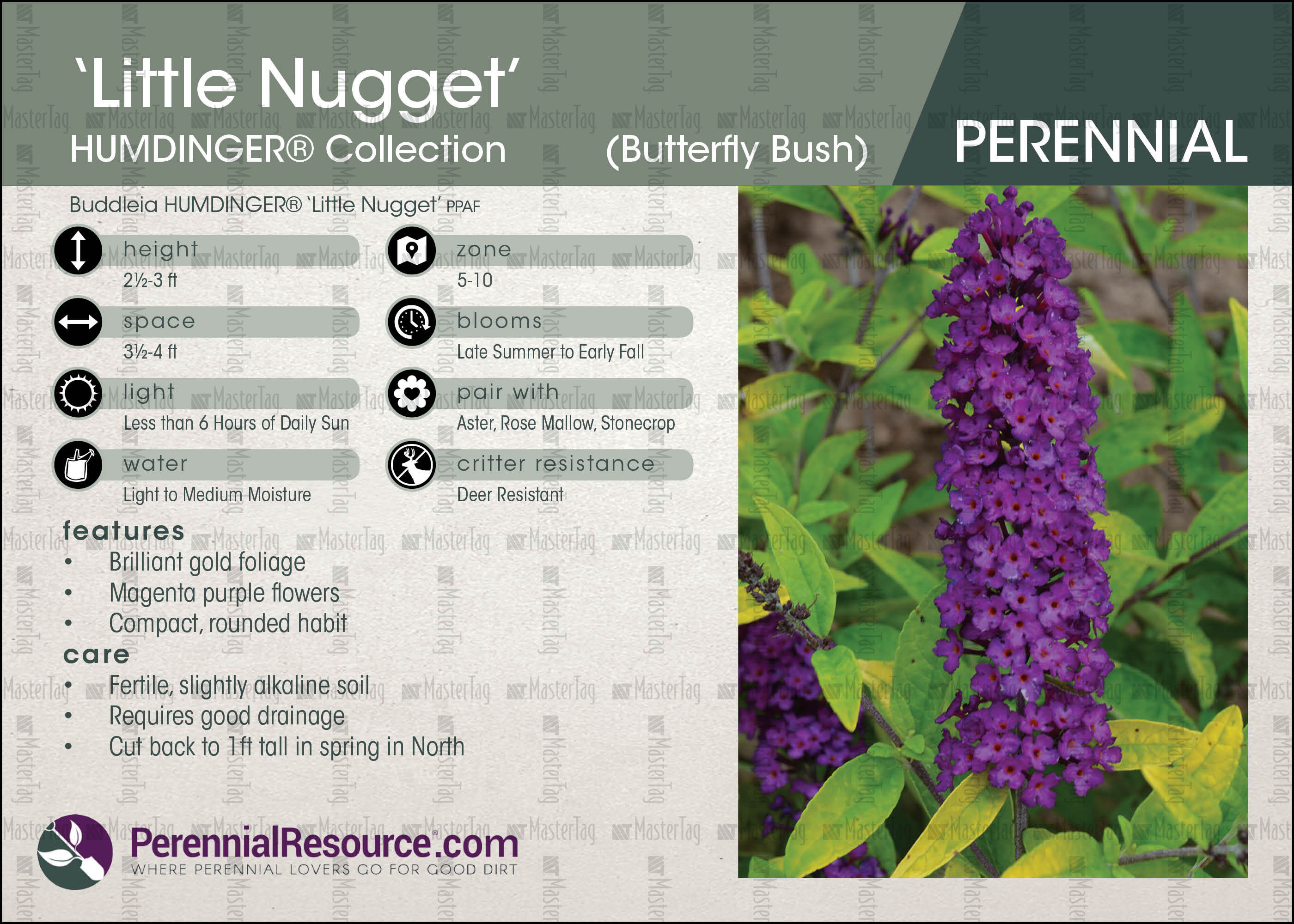 Download Walters Gardens Buddleia Little Nugget Display Card