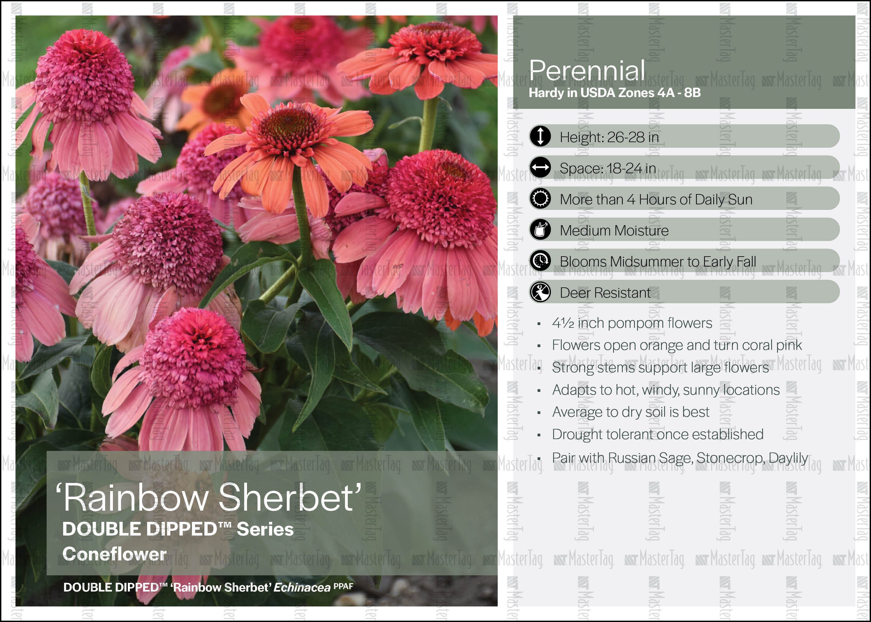 Echinacea Rainbow Sherbet