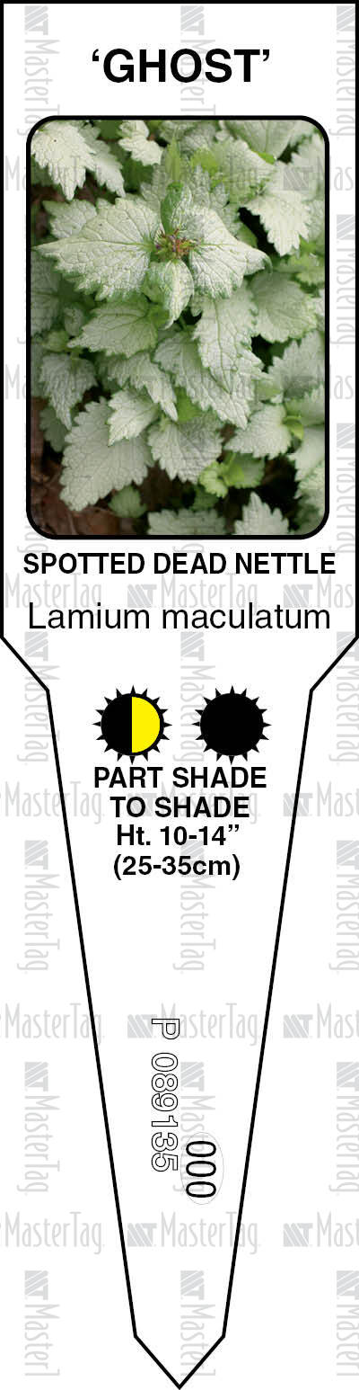Spotted Dead Nettle Ghost Master Tag Stake Tag