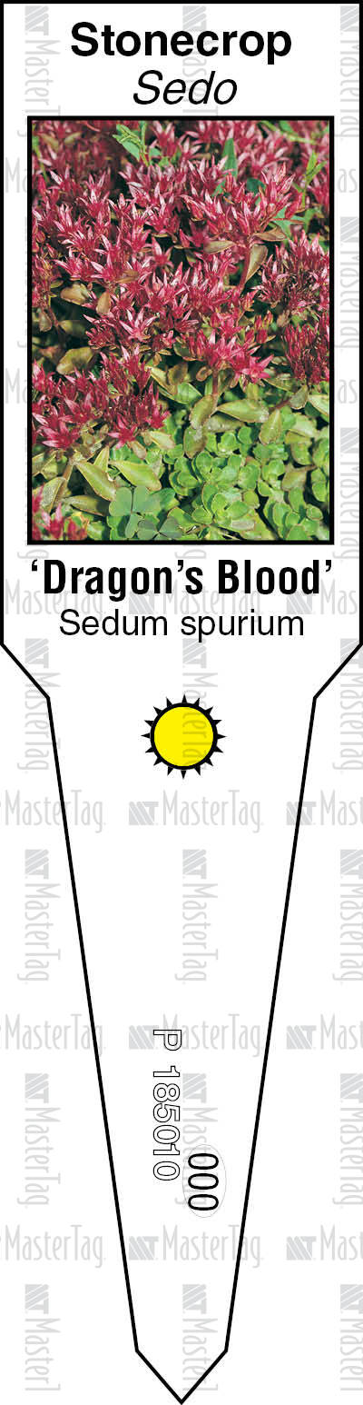 Stonecrop Dragon S Blood Master Stake Stonecrop Dragon S Blood Master Stake
