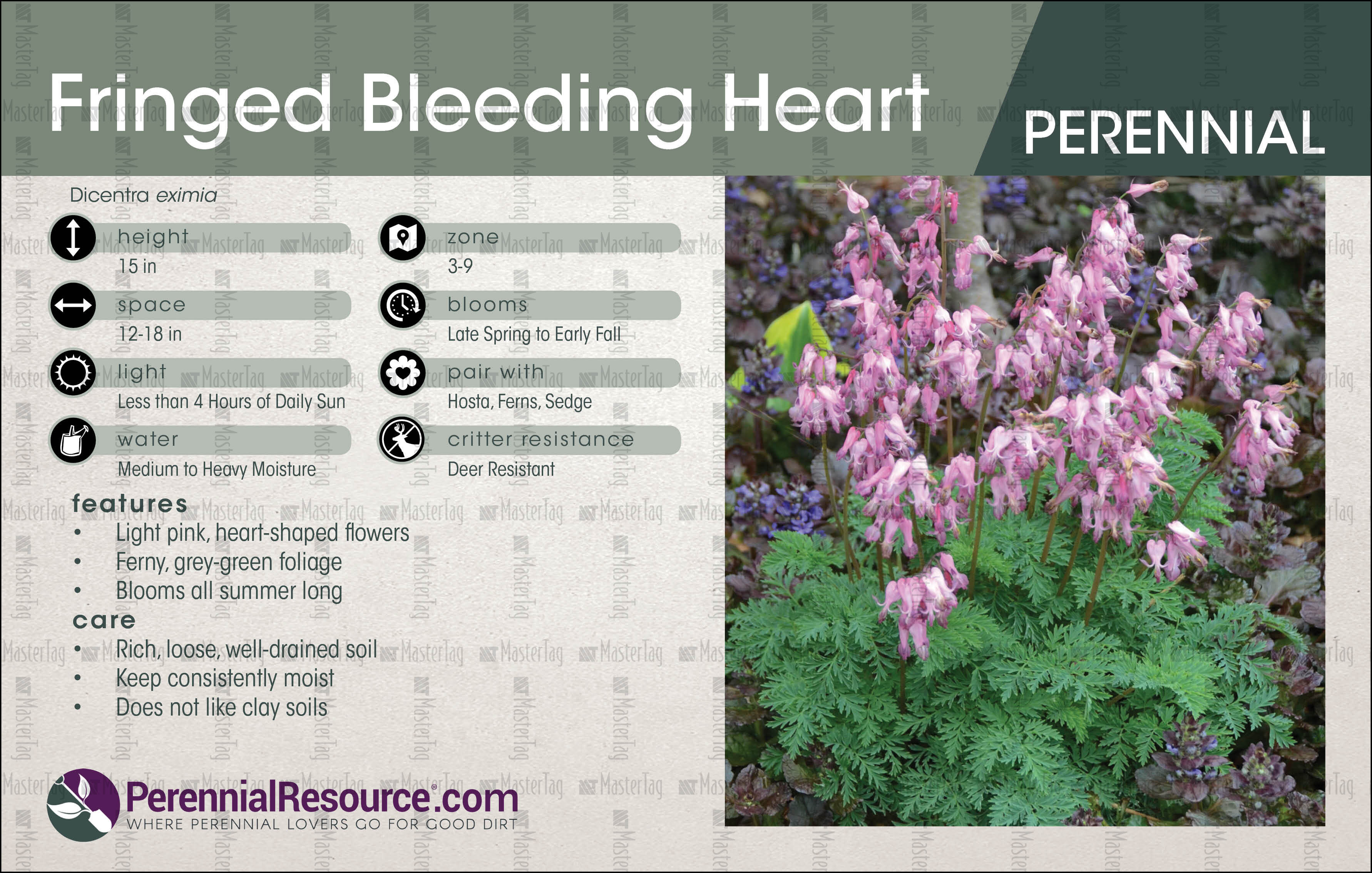 Walters Gardens Dicentra eximia Display Card