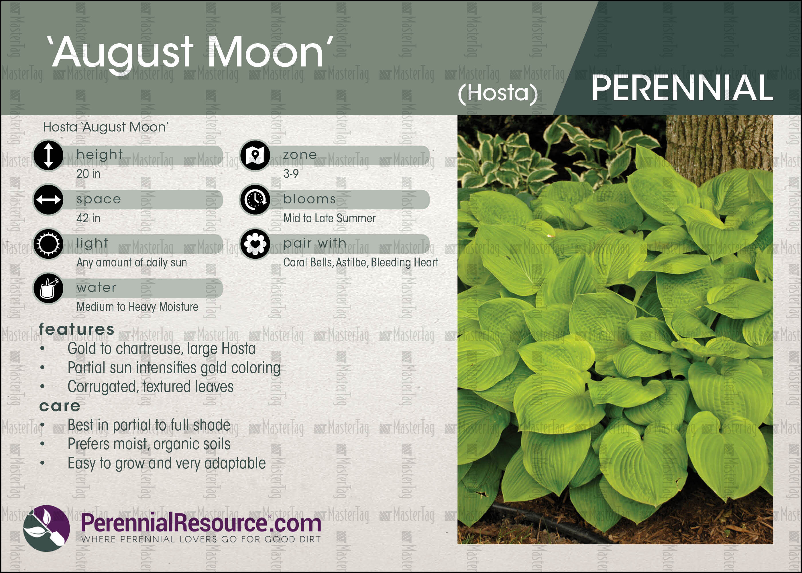 Hosta august moon plant