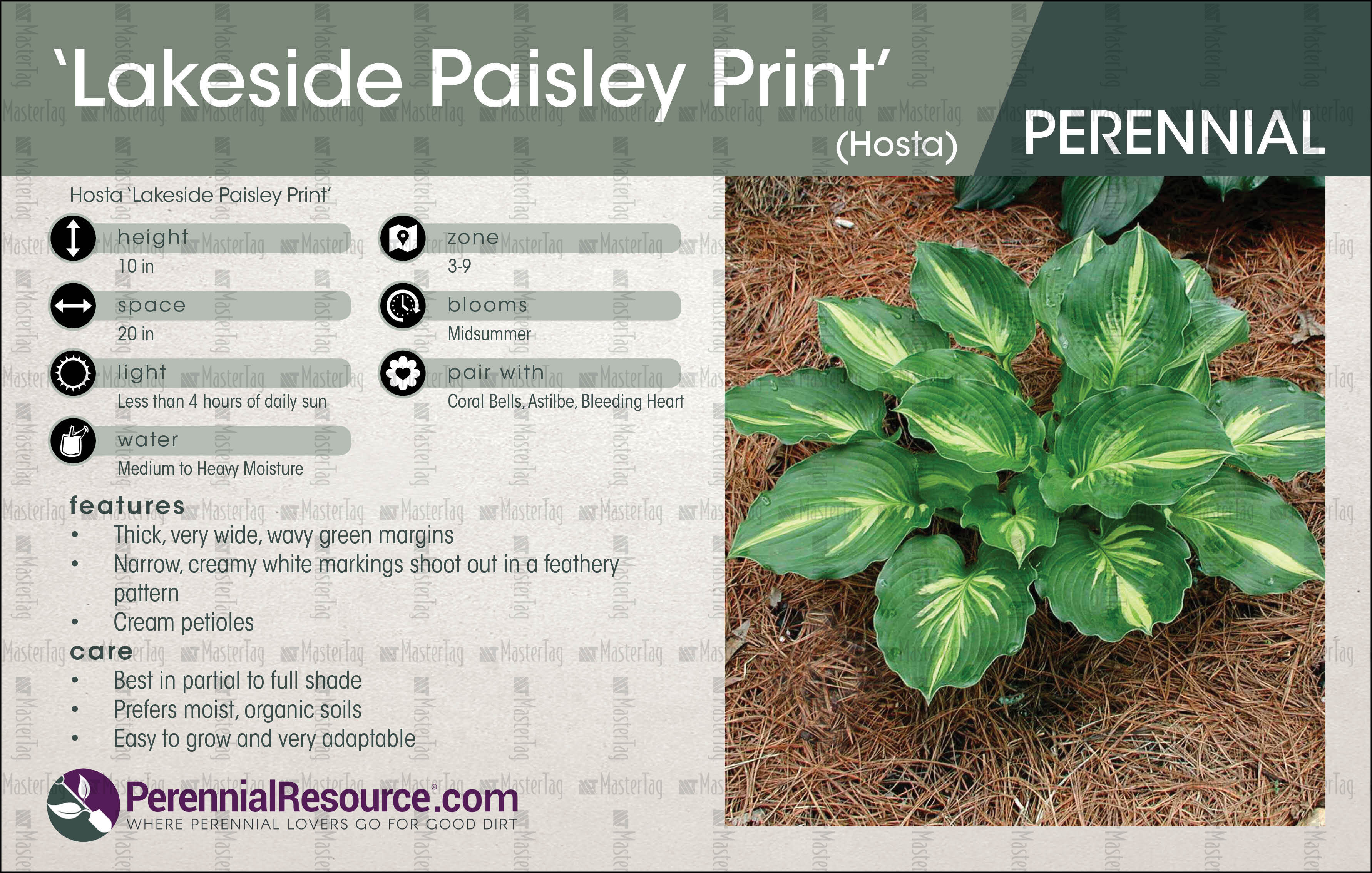 Хоста lakeside paisley print фото и описание